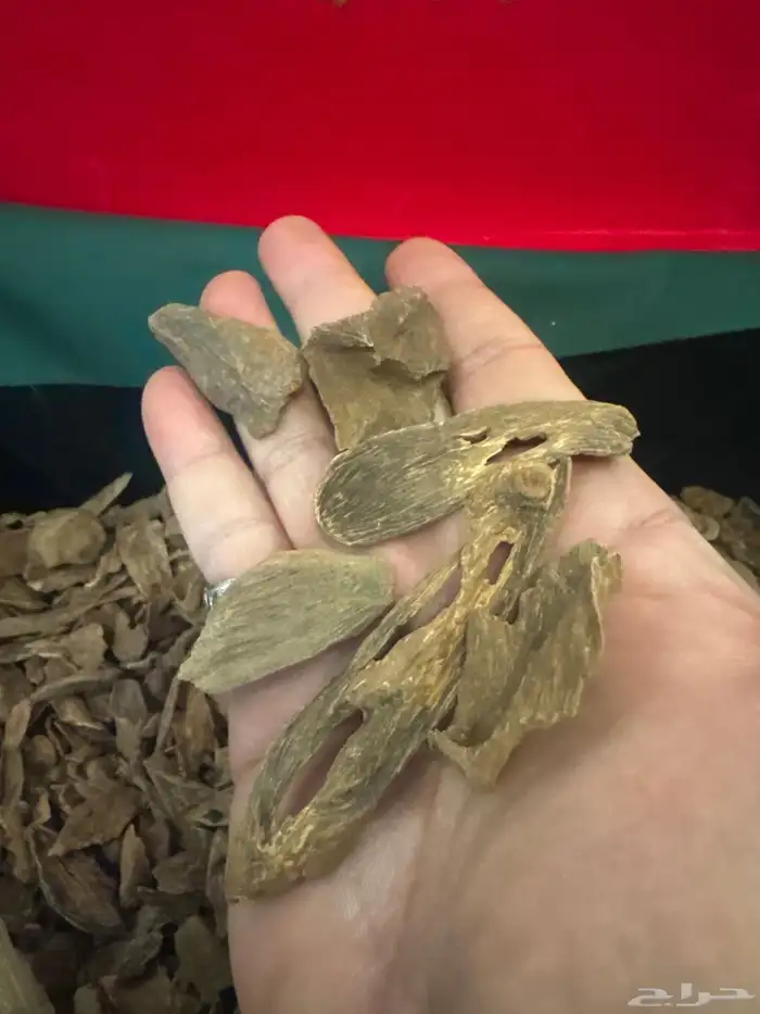 عود مالينو طبيعي 100  100 0