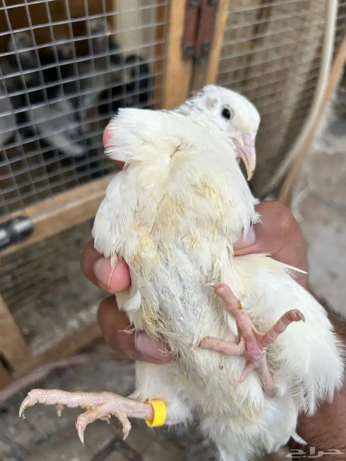 ذكور سمان تكساس 4