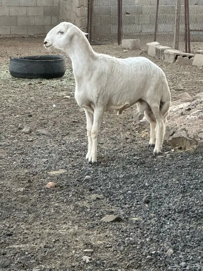 مشروع فحل 1 0