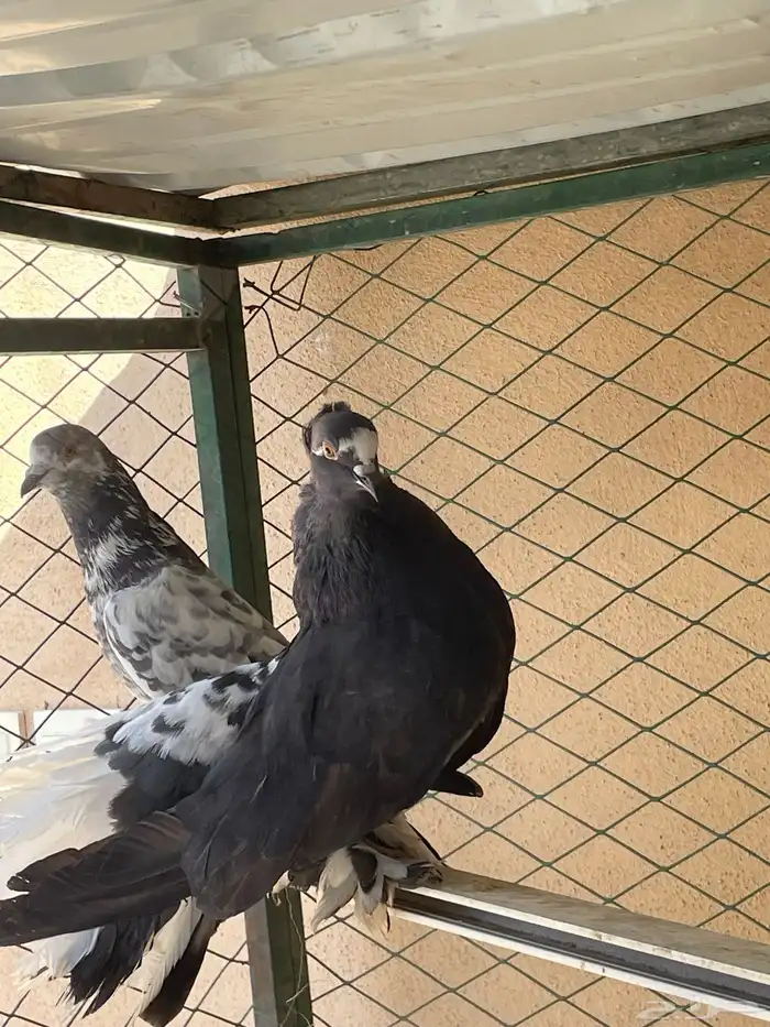 للبيع أزواج حمام 0