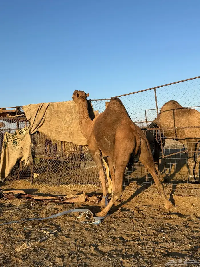 بعير حمر كايف 6