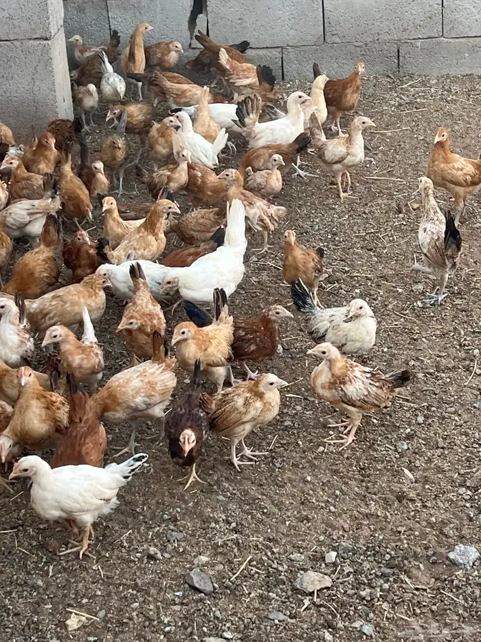 دجاج بلدي فواتح العمر من ثلاثه اشهر الى اربعه 8