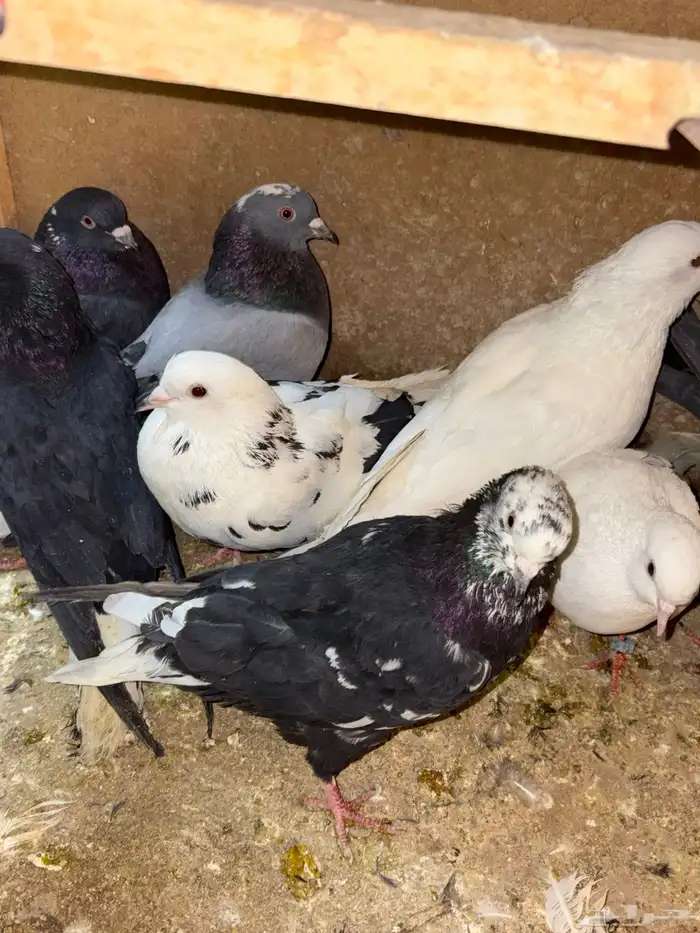 حمام للبيع قطيفي باكستاني فرنسي صنعاني 1