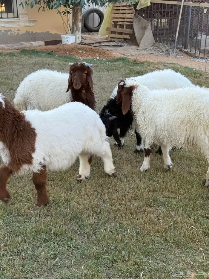 نعيمي هرفي خرفان 1