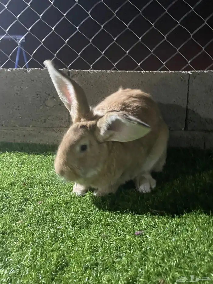 ارنب فلاندر 2