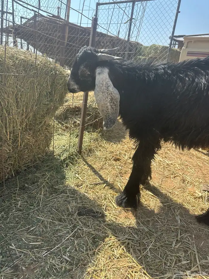 للبيع تيس عارضي مشروع فحل 2