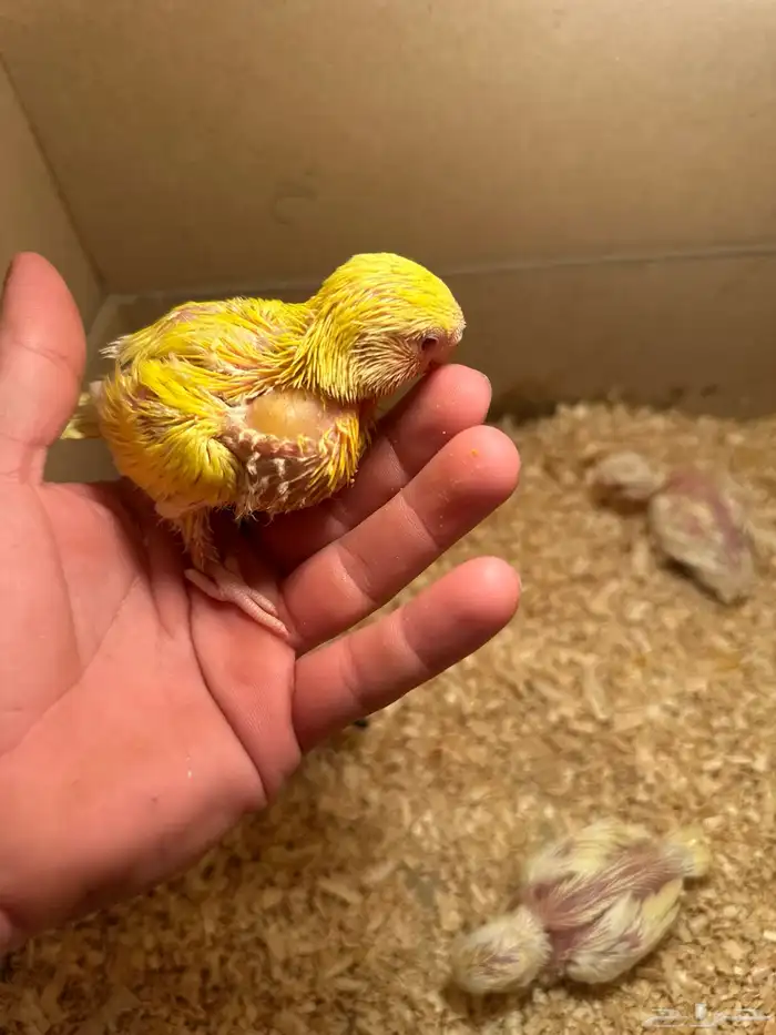 فراخ روز كروان غر 1