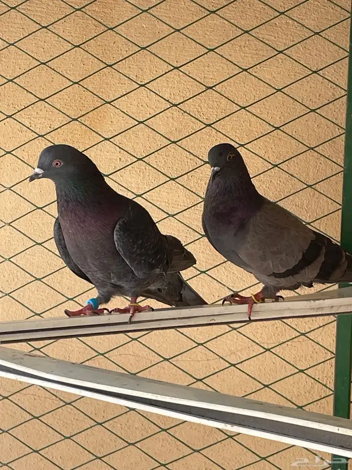 للبيع أزواج حمام 8