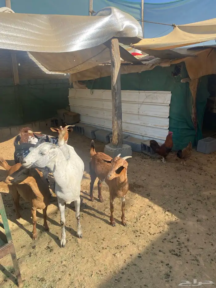 عناق جذع بلدي 2