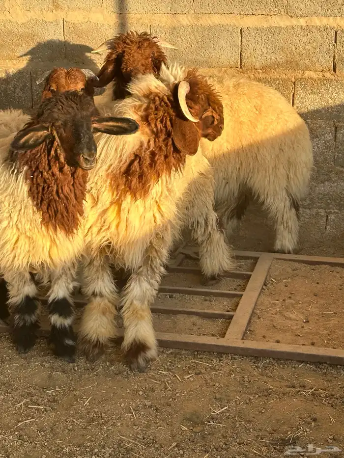 مشروع فحل نعيم 0