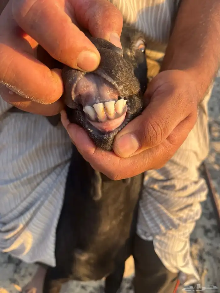 تيس ميرسلانو (أسباني) 0