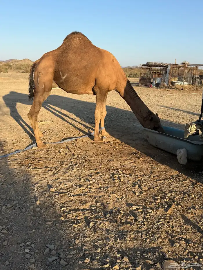 بعير حمر كايف 8