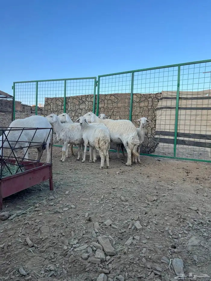 غنم مقاني للبيع 1