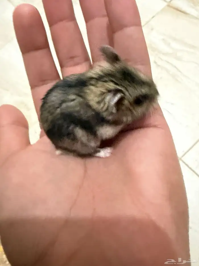 هامستر ونتر وايت للبيع 10