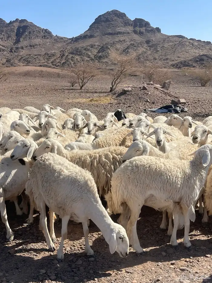 ضان ( تم البيع ) 6