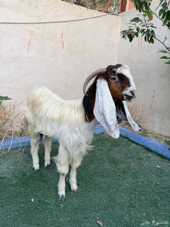 عنز جرمه وشكله طيب دافع توأم 0