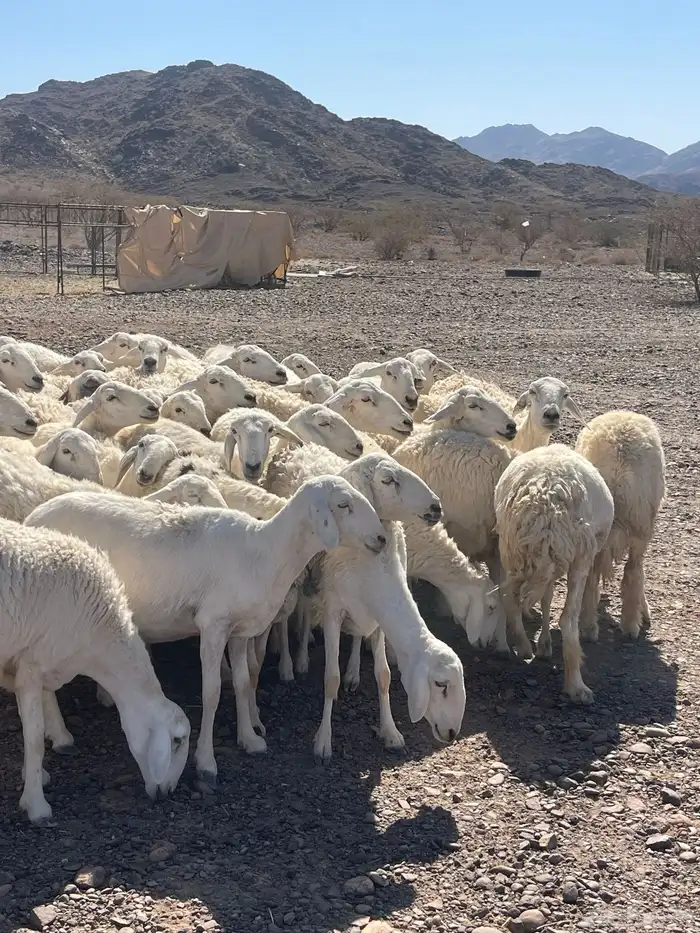 ضان ( تم البيع ) 8