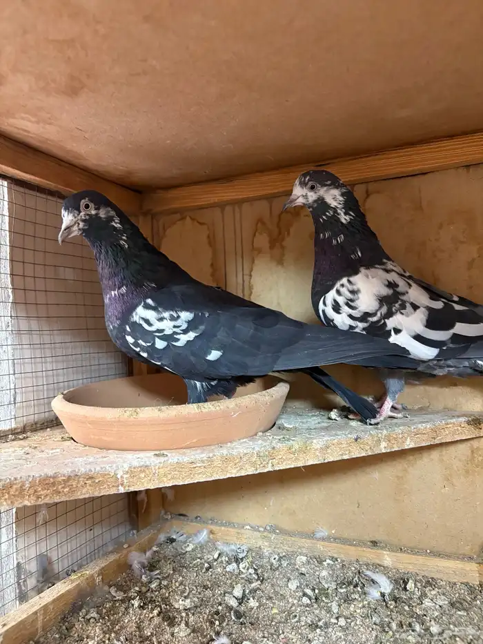 حمام باكستاني 1