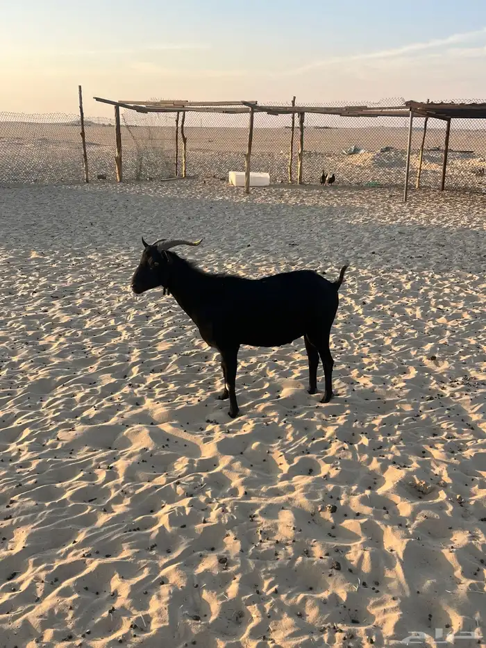 تيس ميرسلانو (أسباني) 7