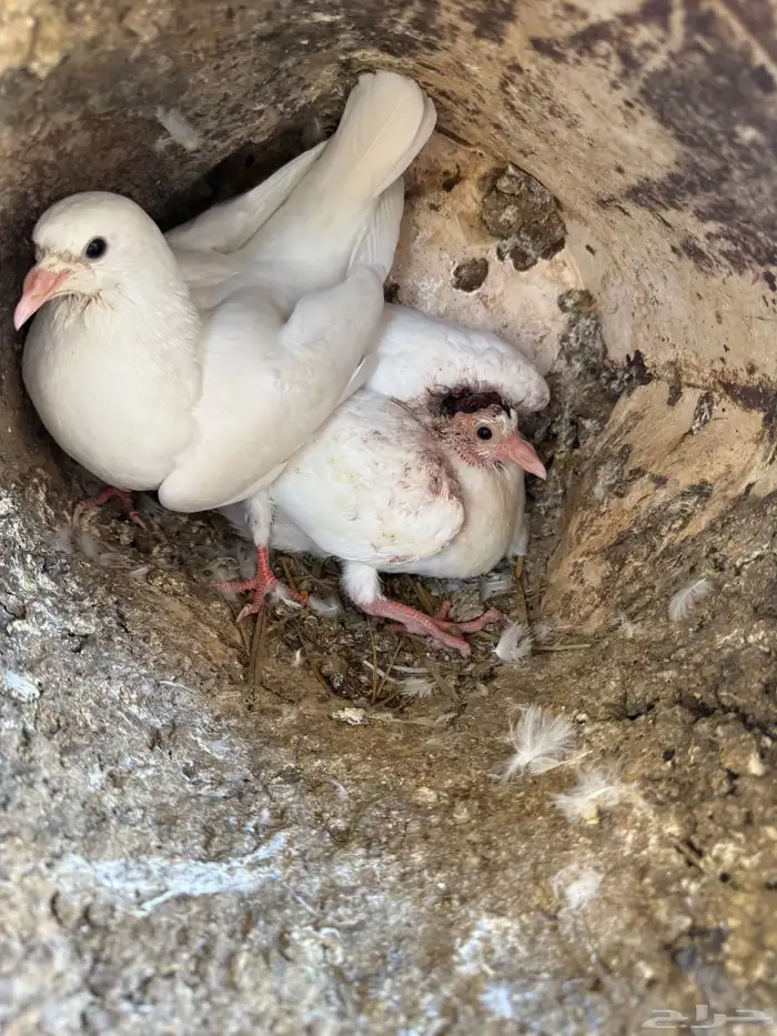 فراخة زاجل وفرنسي شرط احجام وطعم(تم البيع) 14