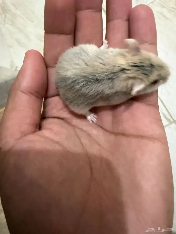 هامستر ونتر وايت للبيع 3