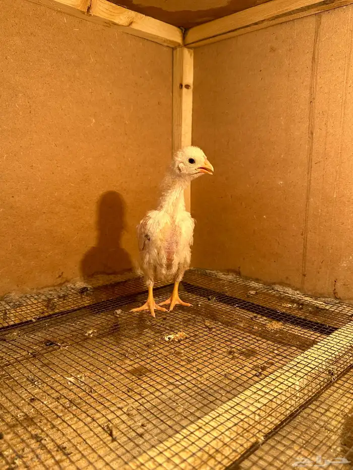 صوص كوشامو (تم البيع) 9