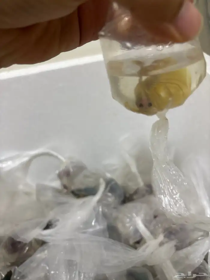 اسماك فايتر جمله 3