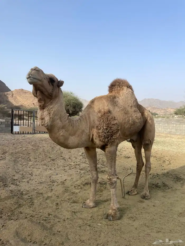 بعير ارك حمر طبعه زين وانتاجه زين وكل شي فيه شرط 3