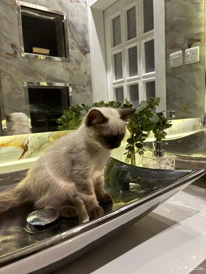 قط هملايا شورت هير للبيع 2