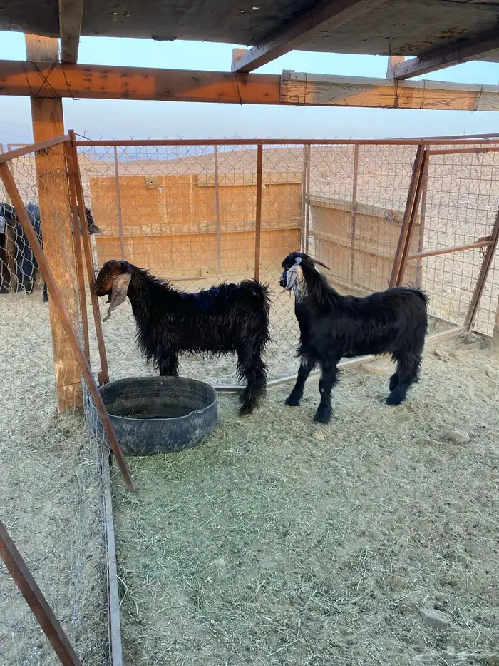 تيوس للبيع على الشعير والبرسيم (البيع جمله وتفريق) 1