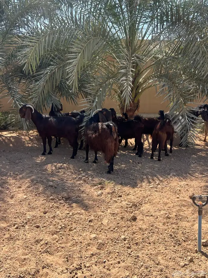 معزا قبرصيه 2