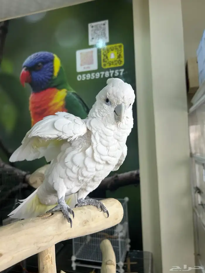 كوكاتو ديكروب اليف ومتكلم 2