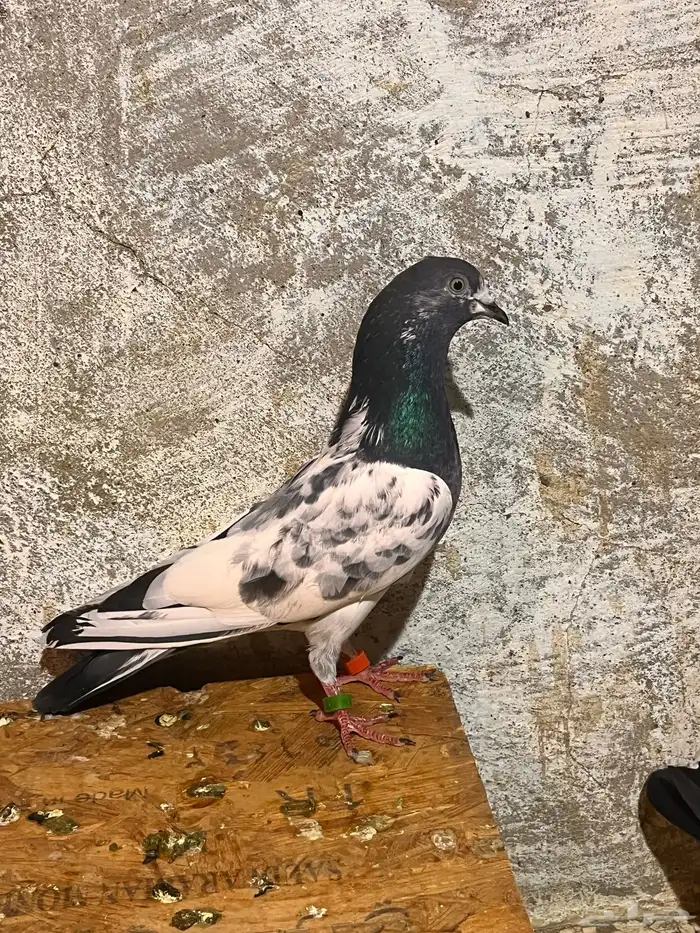 ذكر باكستاني 2