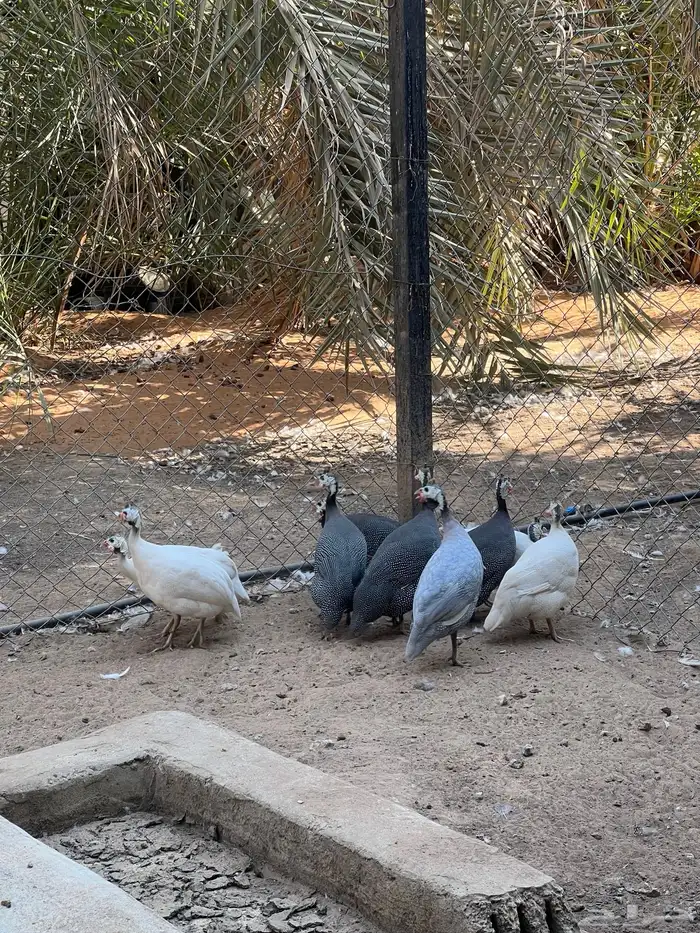 حبش دجاج حجل للبيع الخرج العفجه 0