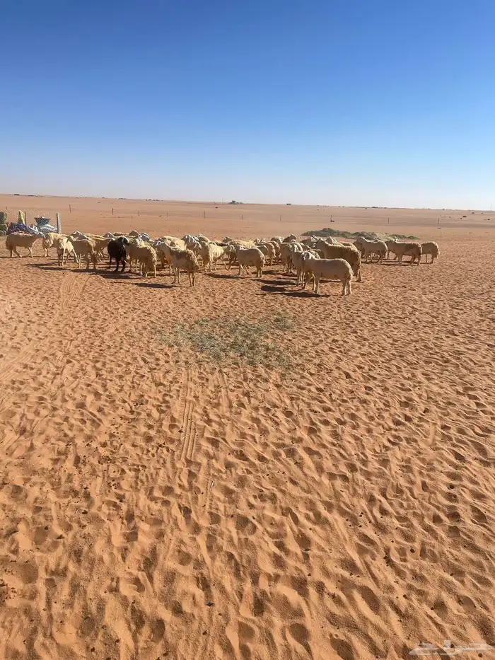 غنم حريات للبيع 2