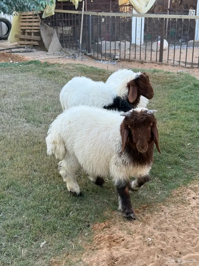 نعيمي هرفي خرفان 0