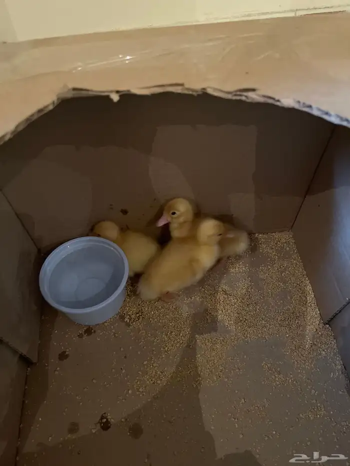 بط صغير اصفر 0