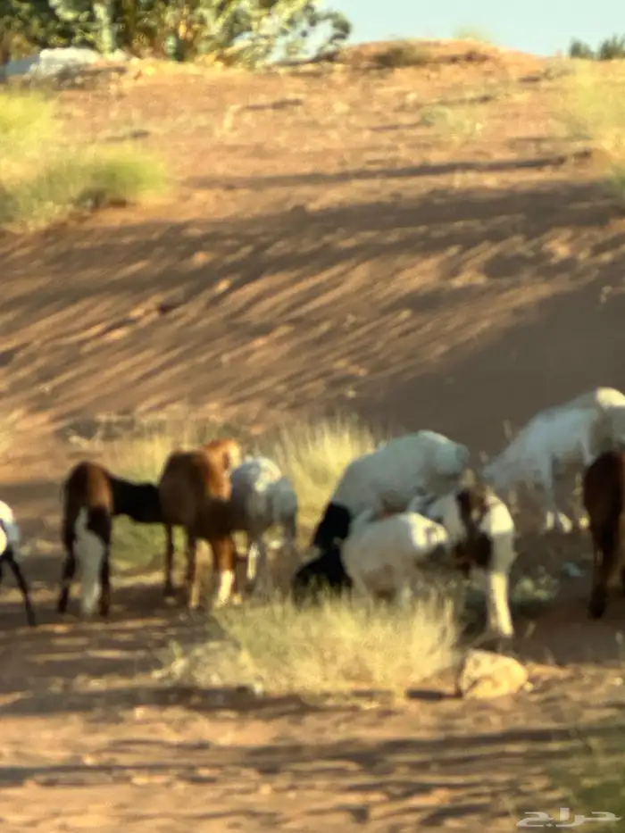 طليان سواكن غنم بر 39