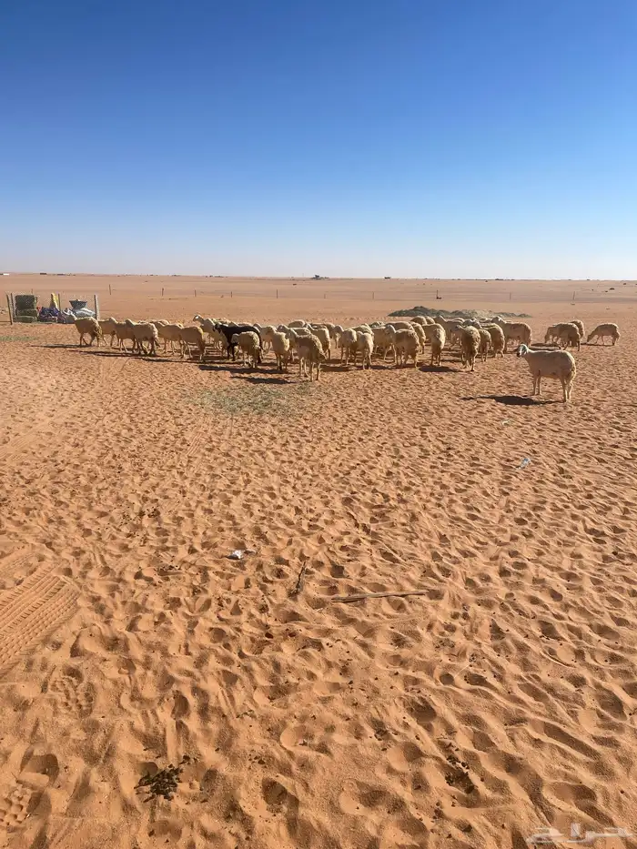 غنم حريات للبيع 1