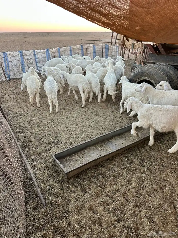 بهم اعمار 4الى3 شهور 0