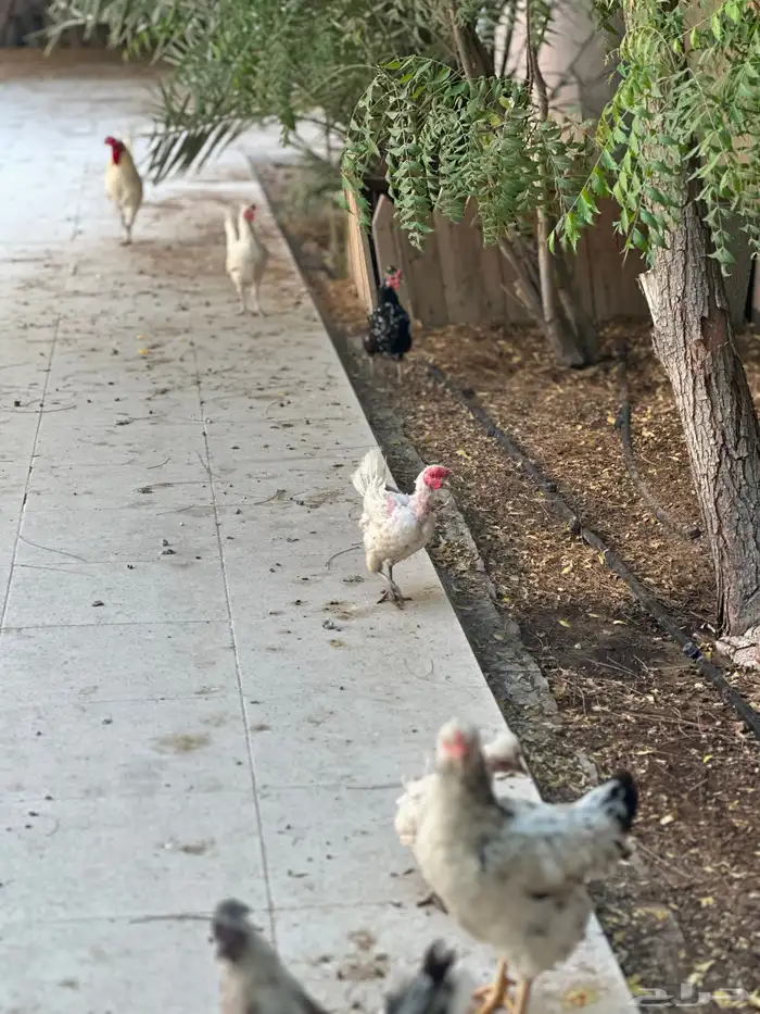 7 دجاجات وديك للبيع 3