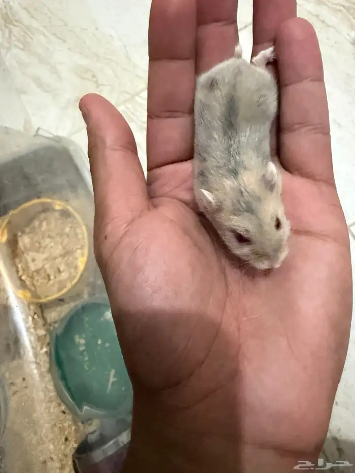 هامستر ونتر وايت للبيع 4