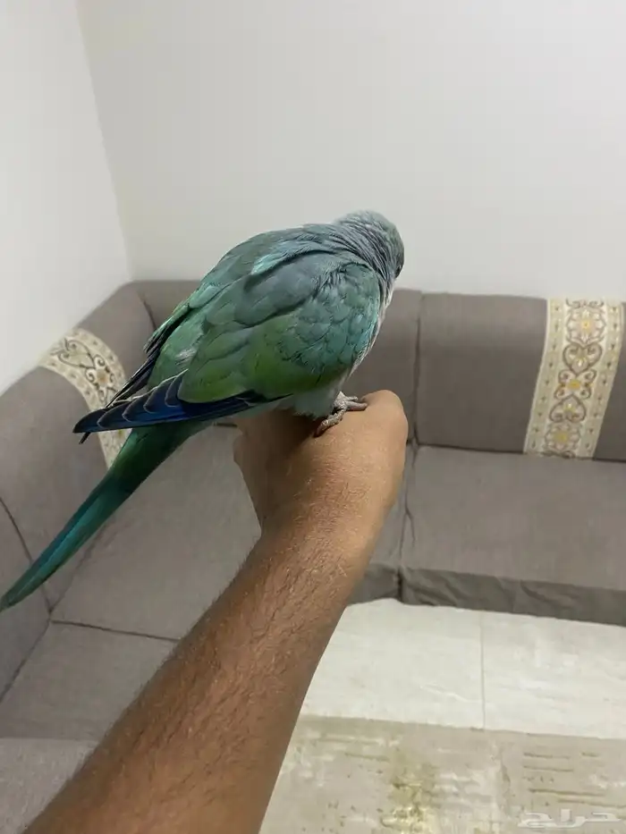 كويكر ببغاء 4