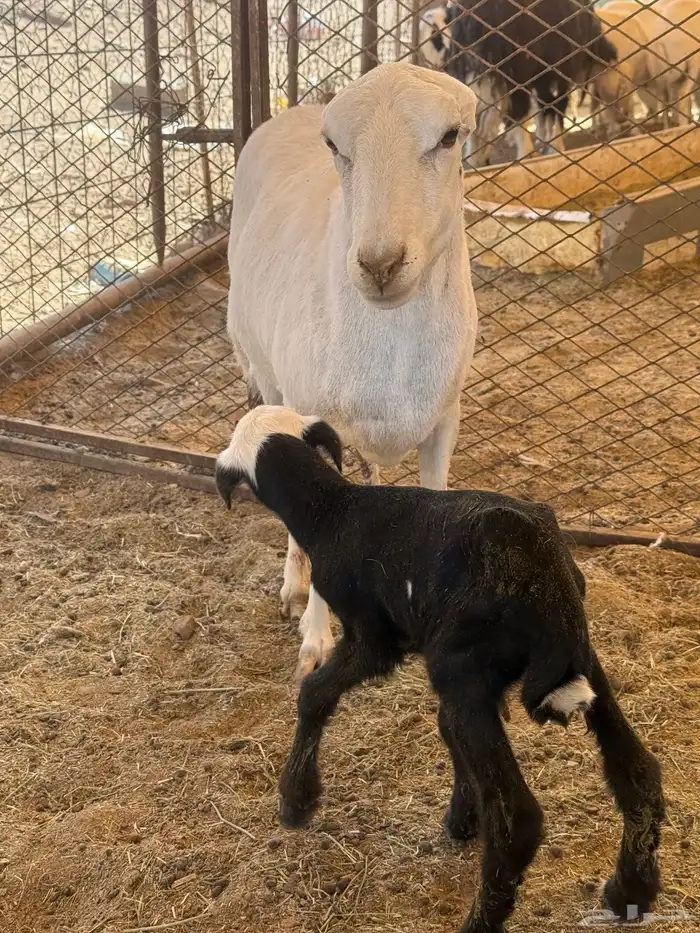 تم البيع وجاري تحويل العموله 1