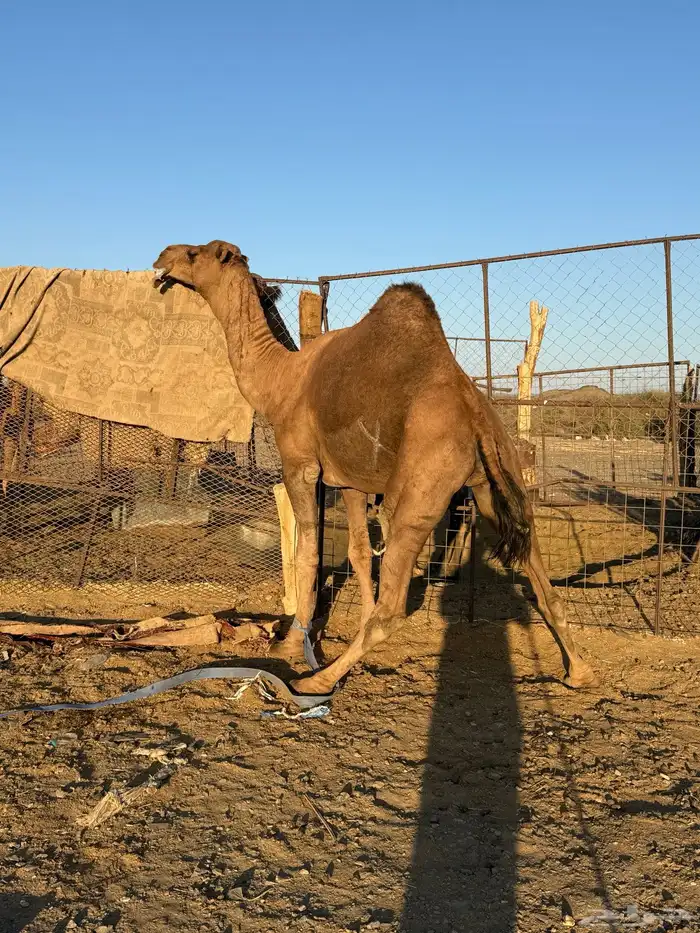 بعير حمر كايف 3