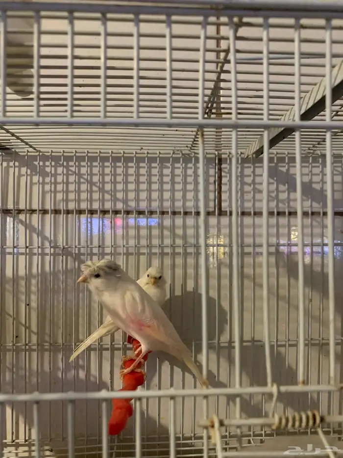 للبيع زوج كناري ابيض 1