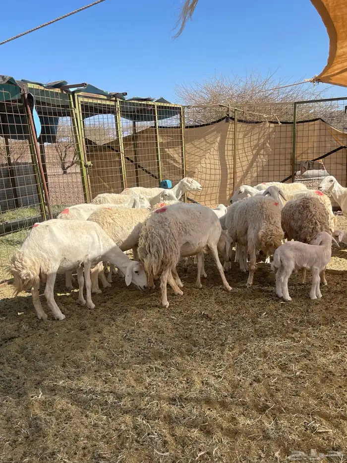 ضان ( تم البيع ) 1