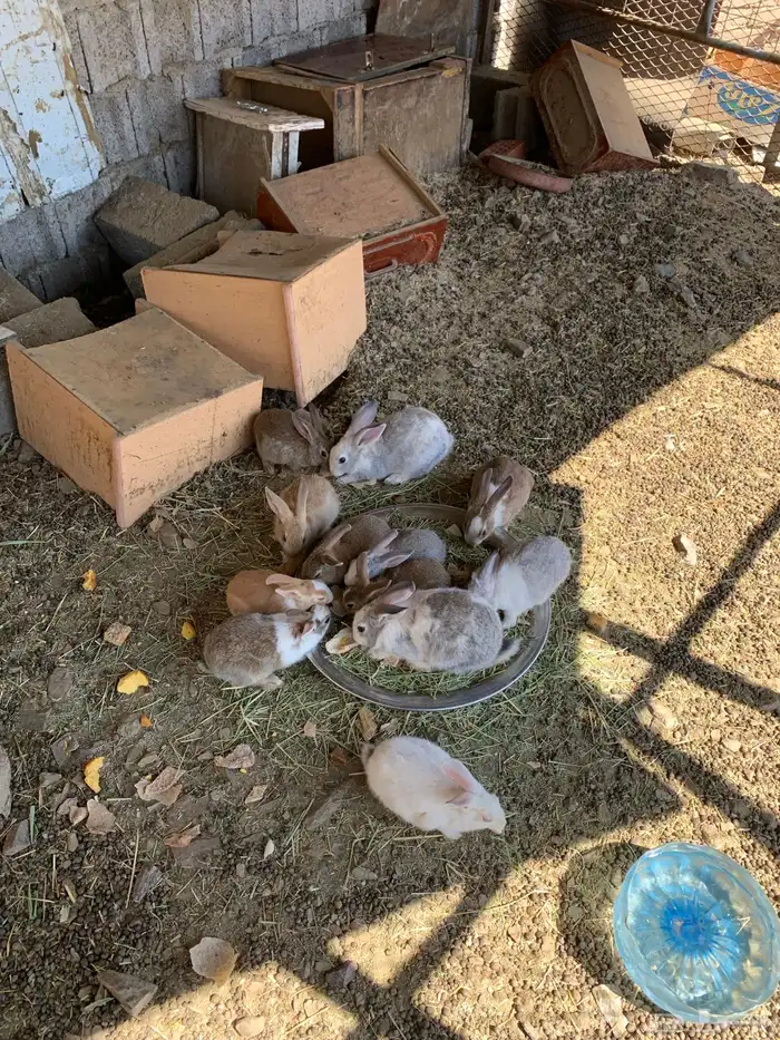 أرانب بلدي 1