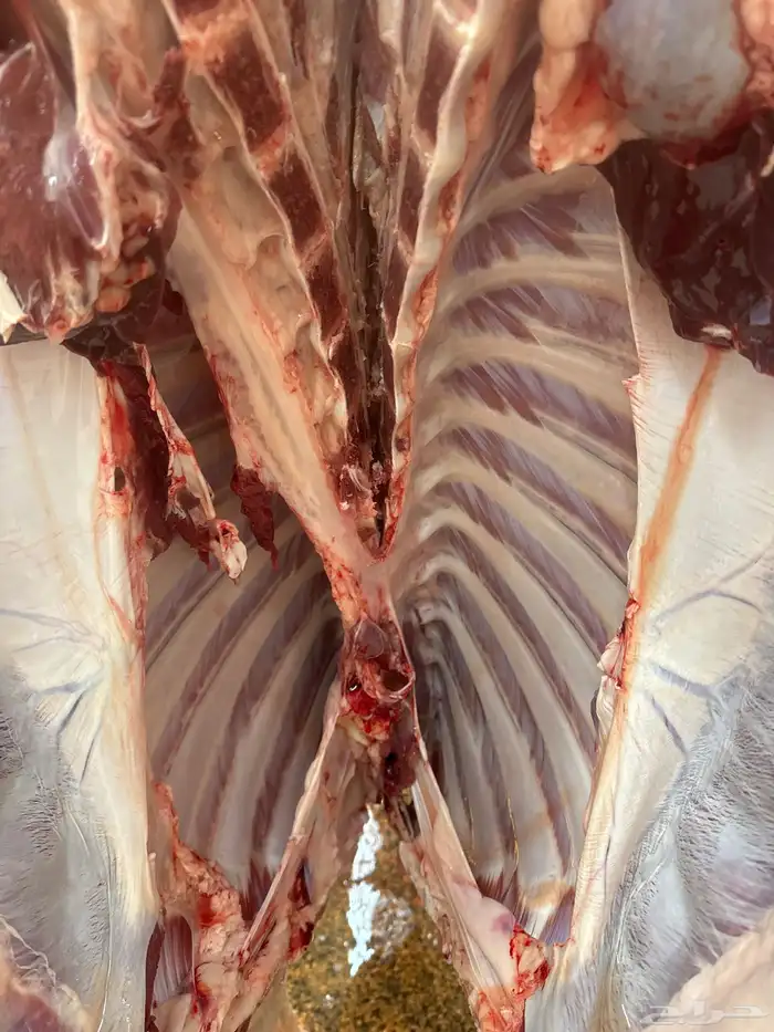 حوار لباني شرط عمره(4)اشهر والحم مضمون ف الصحن 3