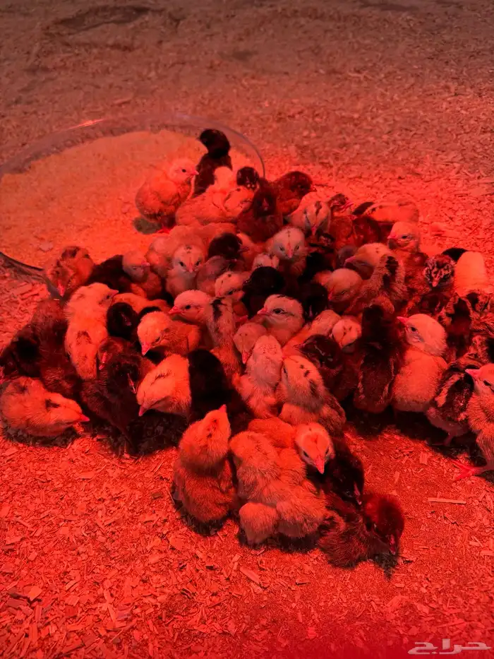 صوص دجاج للبيع 1